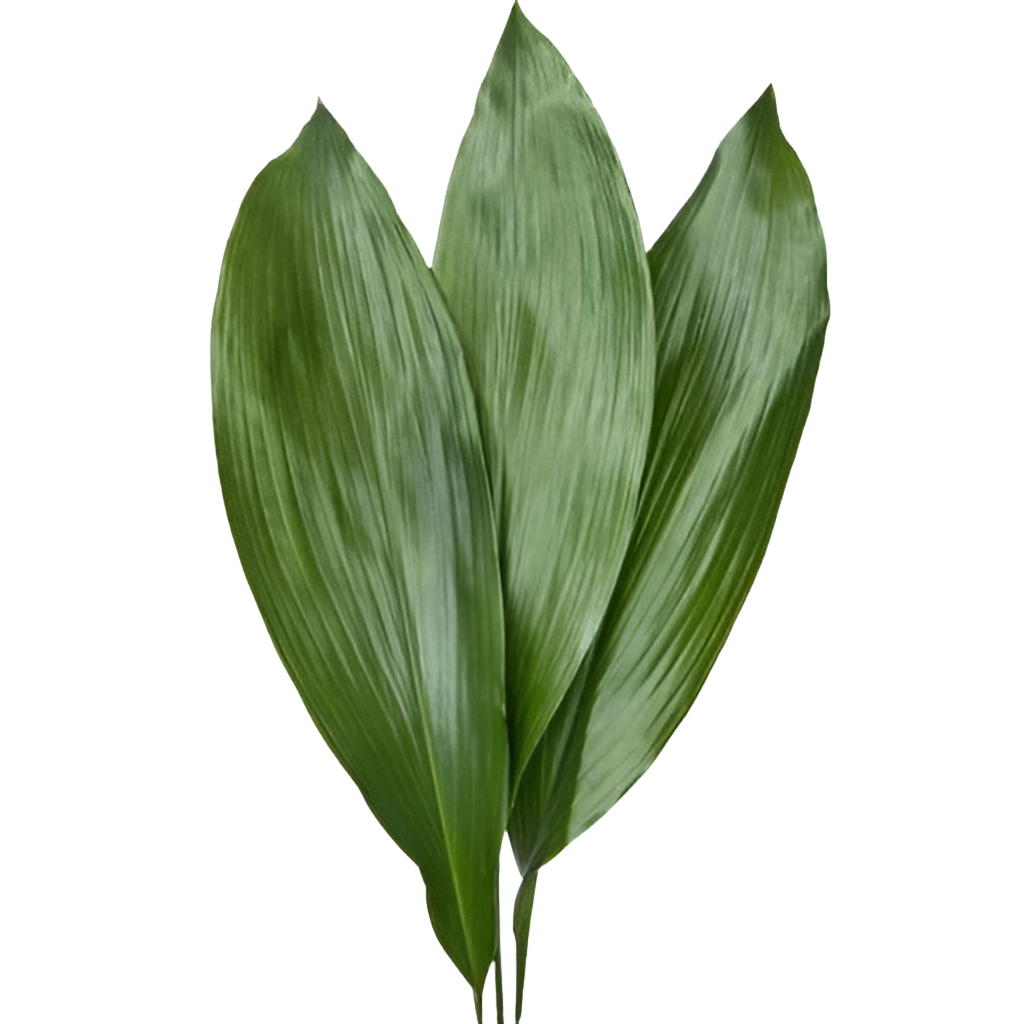 Aspidistra*