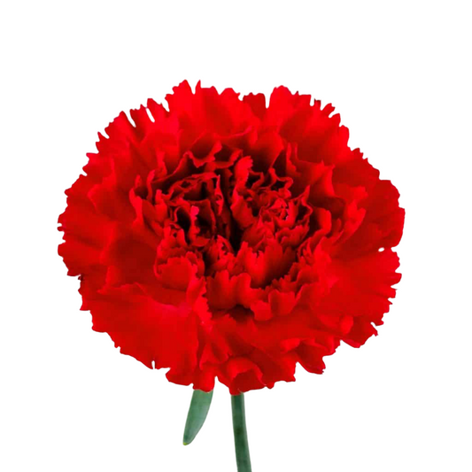 Fancy Carnation