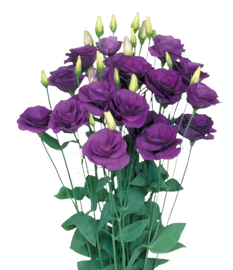 Lisianthus*