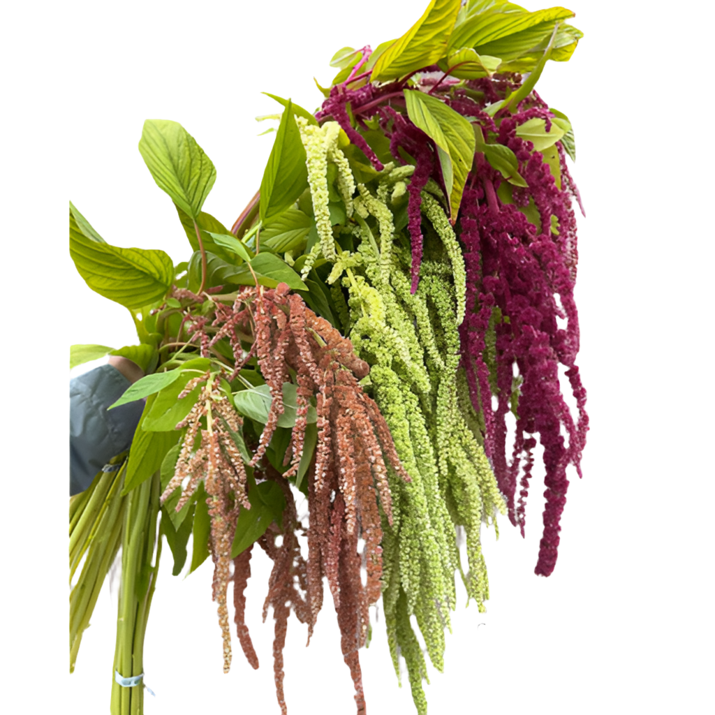 Amaranthus*