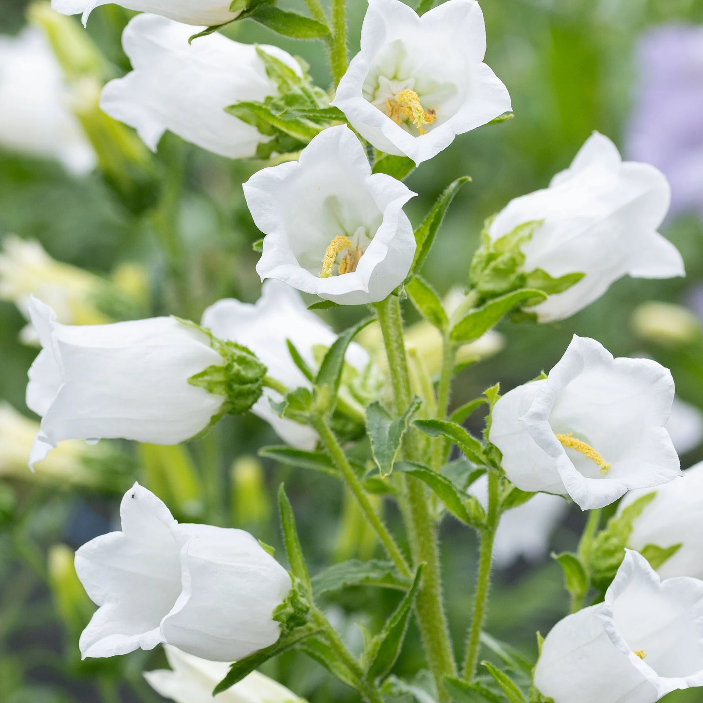 Campanula*