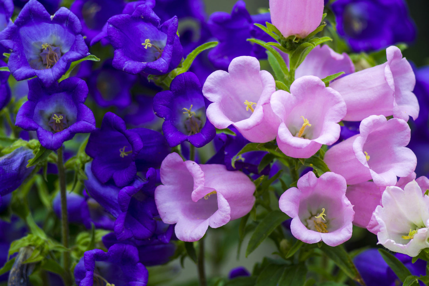 Campanula*