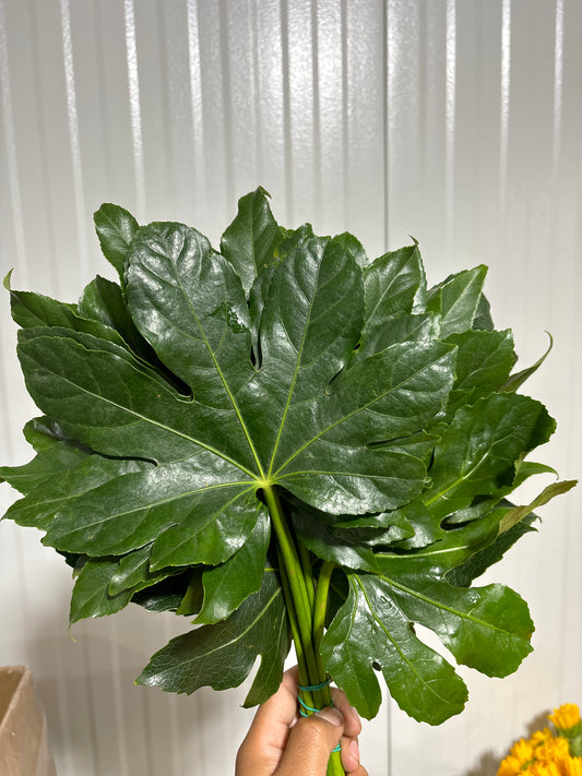 Aralia Leaf