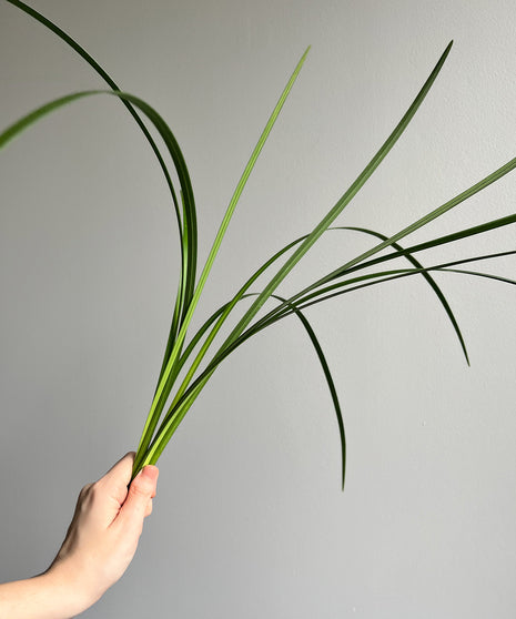 Lily Grass