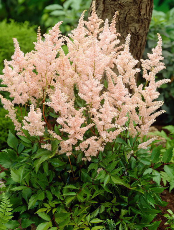 Astilbe