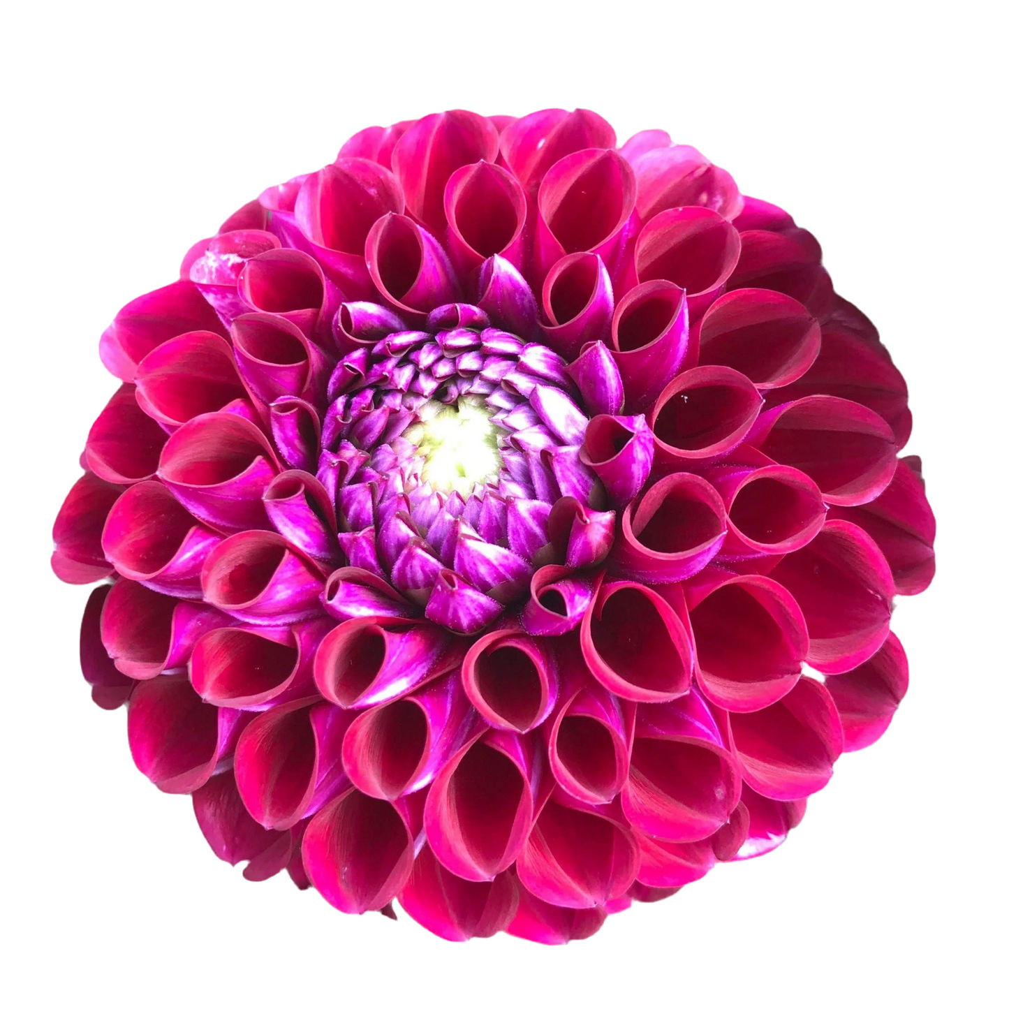 Dahlia*