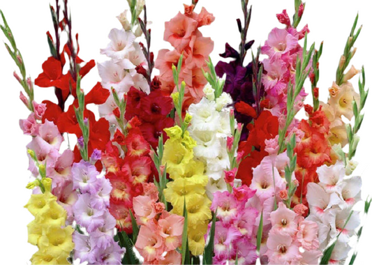 Gladiolus*