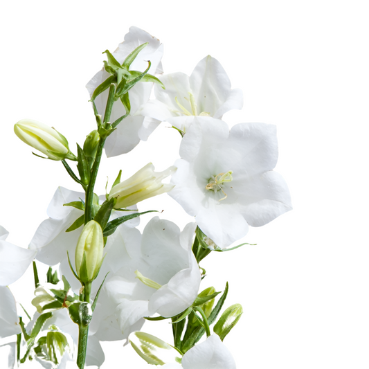 Campanula*