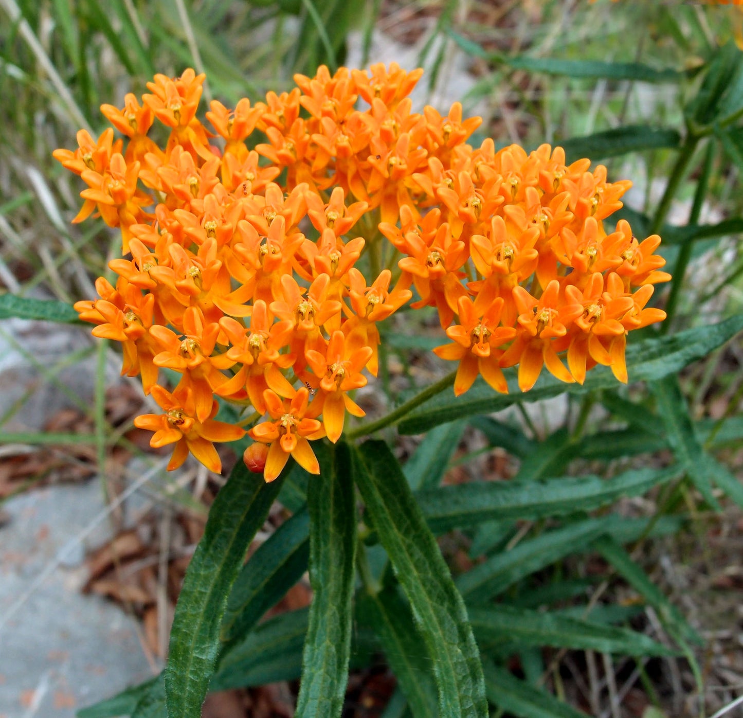 Milkweed