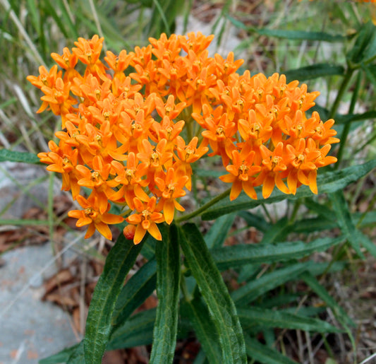 Milkweed