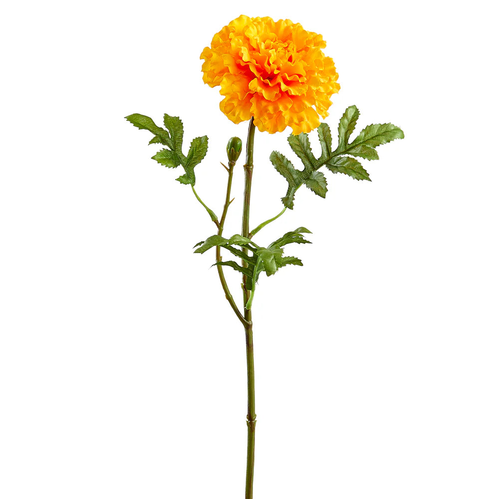 Marigold*