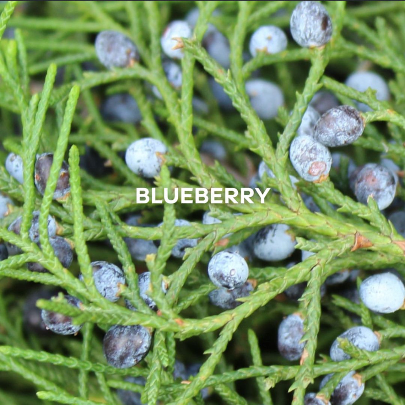 Blueberry