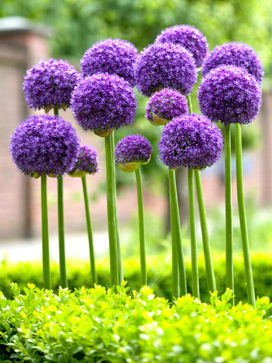 Bola de allium