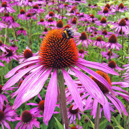 Echinacea cone