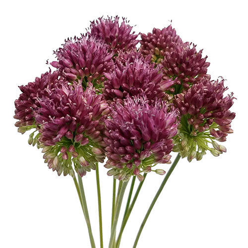 Allium bullet