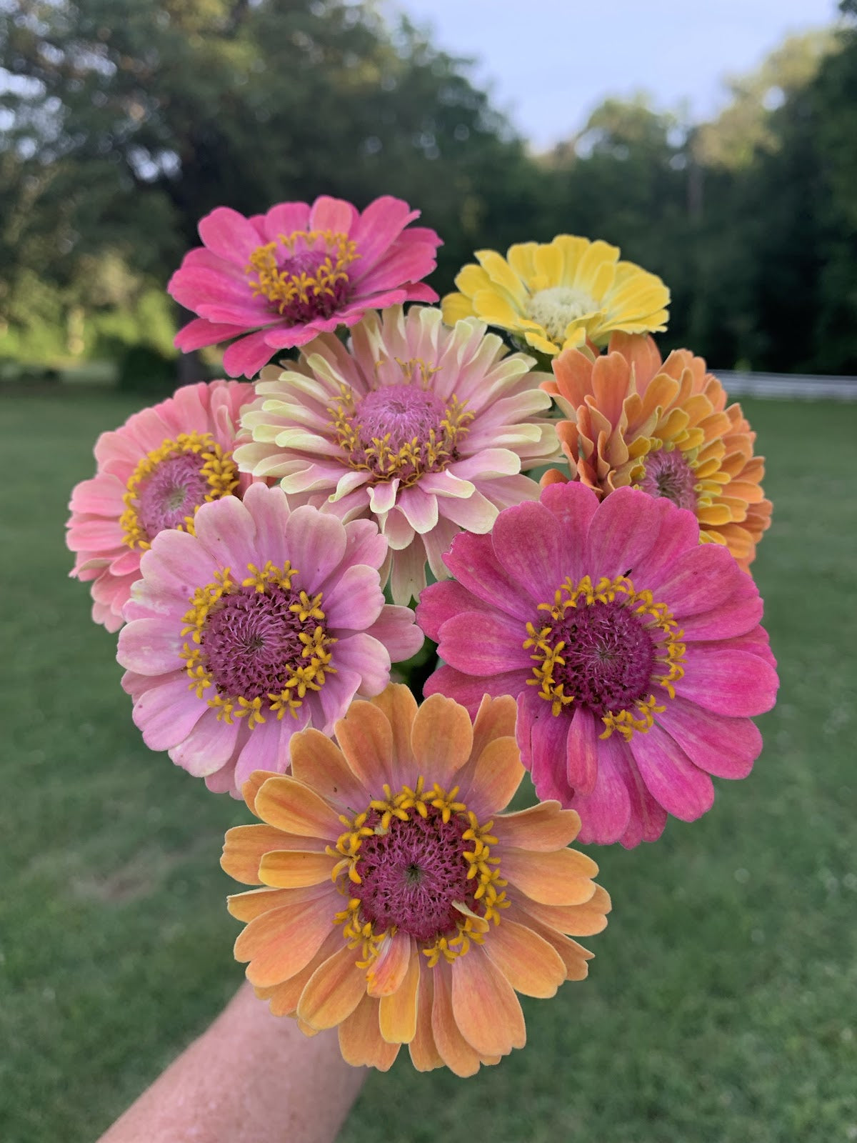 Zinnias