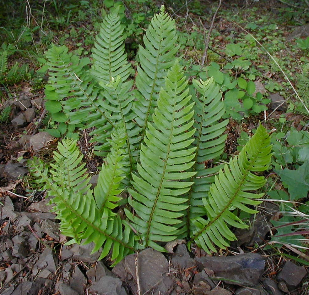 Sword fern