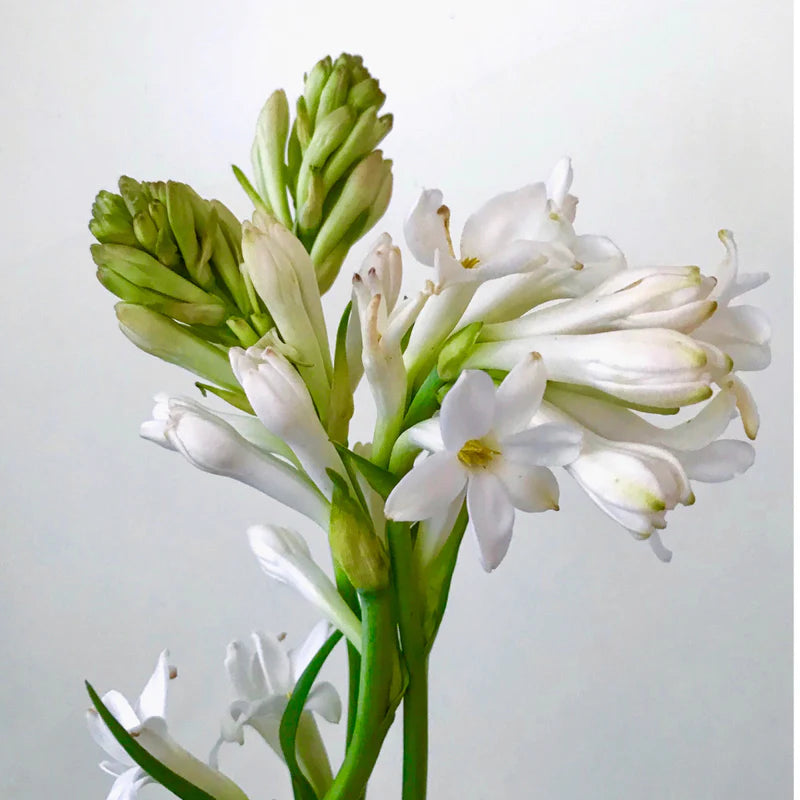 Tuberose*