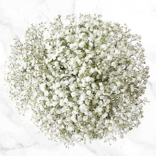 Gypsophilia*