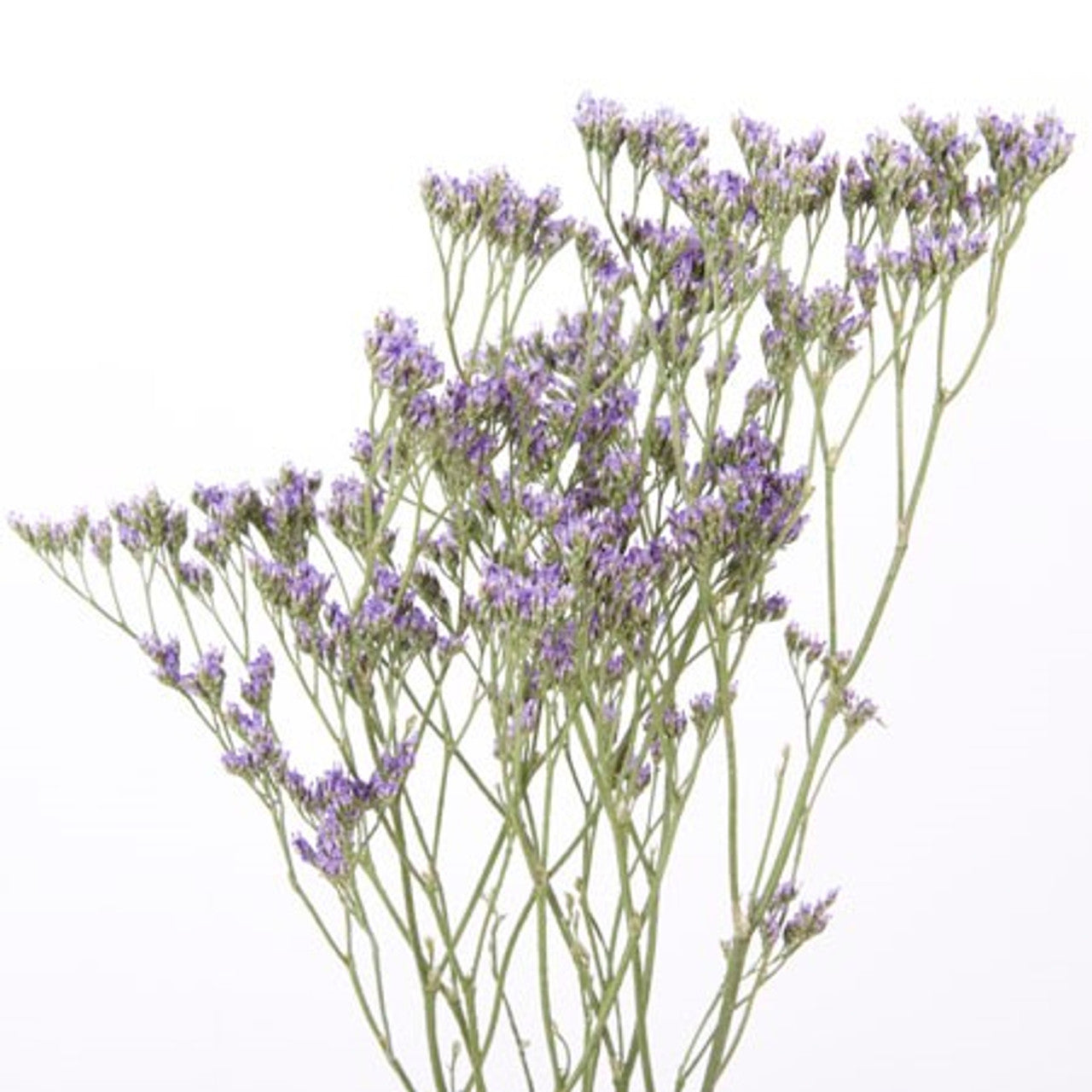 Limonium*