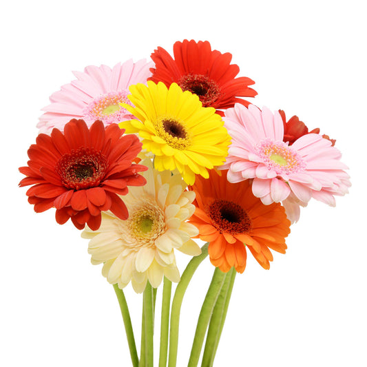 Gerberas