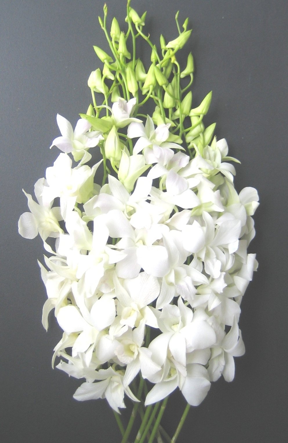 Orchid Dendrobium*