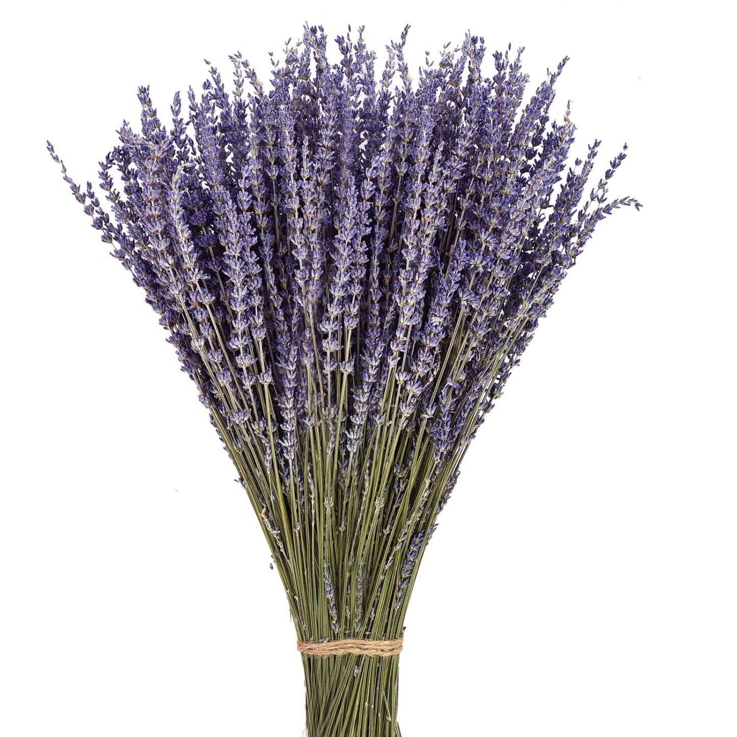 Lavander