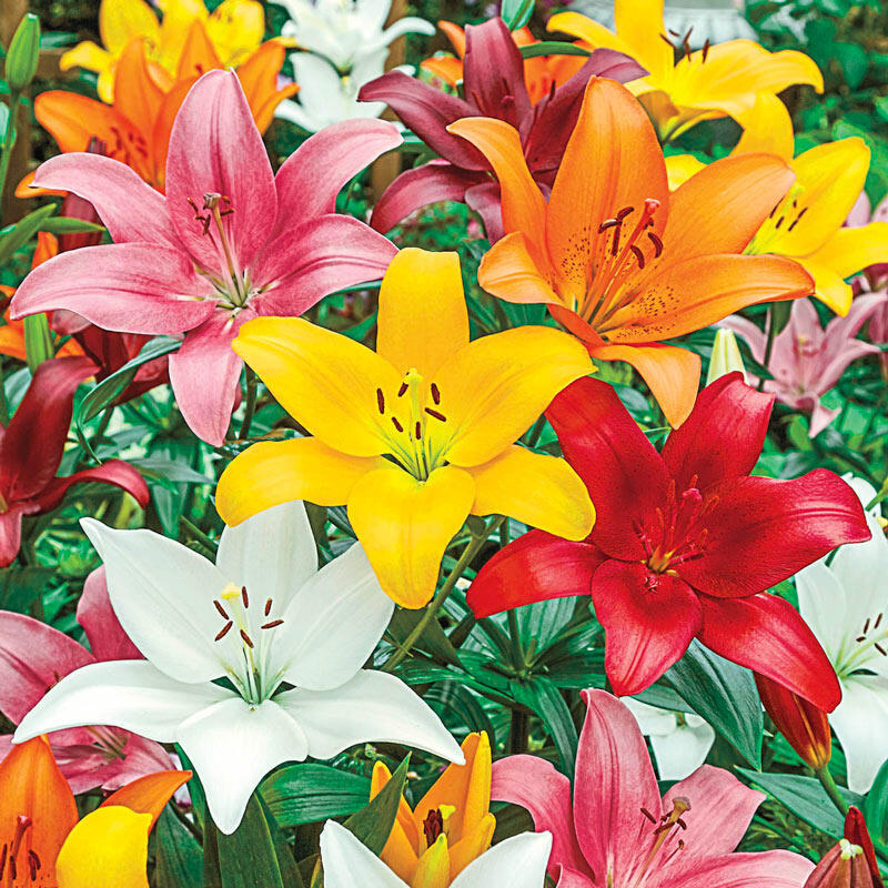 Asiatic lillies*