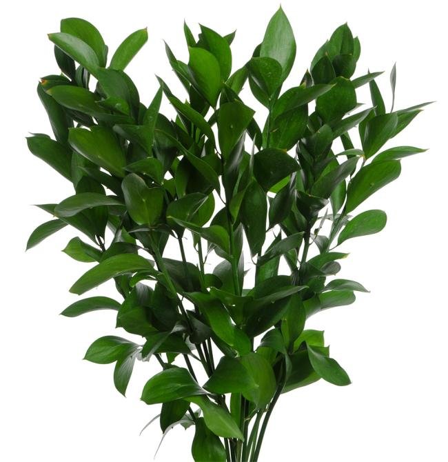 Israeli Ruscus*