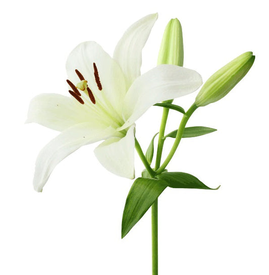 Asiatic lillies*