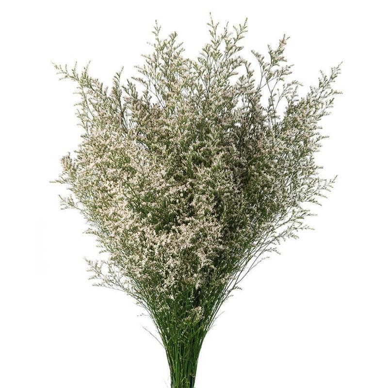 Limonium*