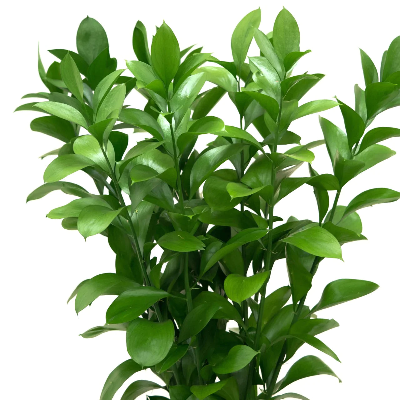 Israeli Ruscus*