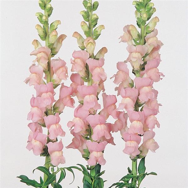 Snap Dragon*