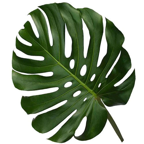 Monstera*