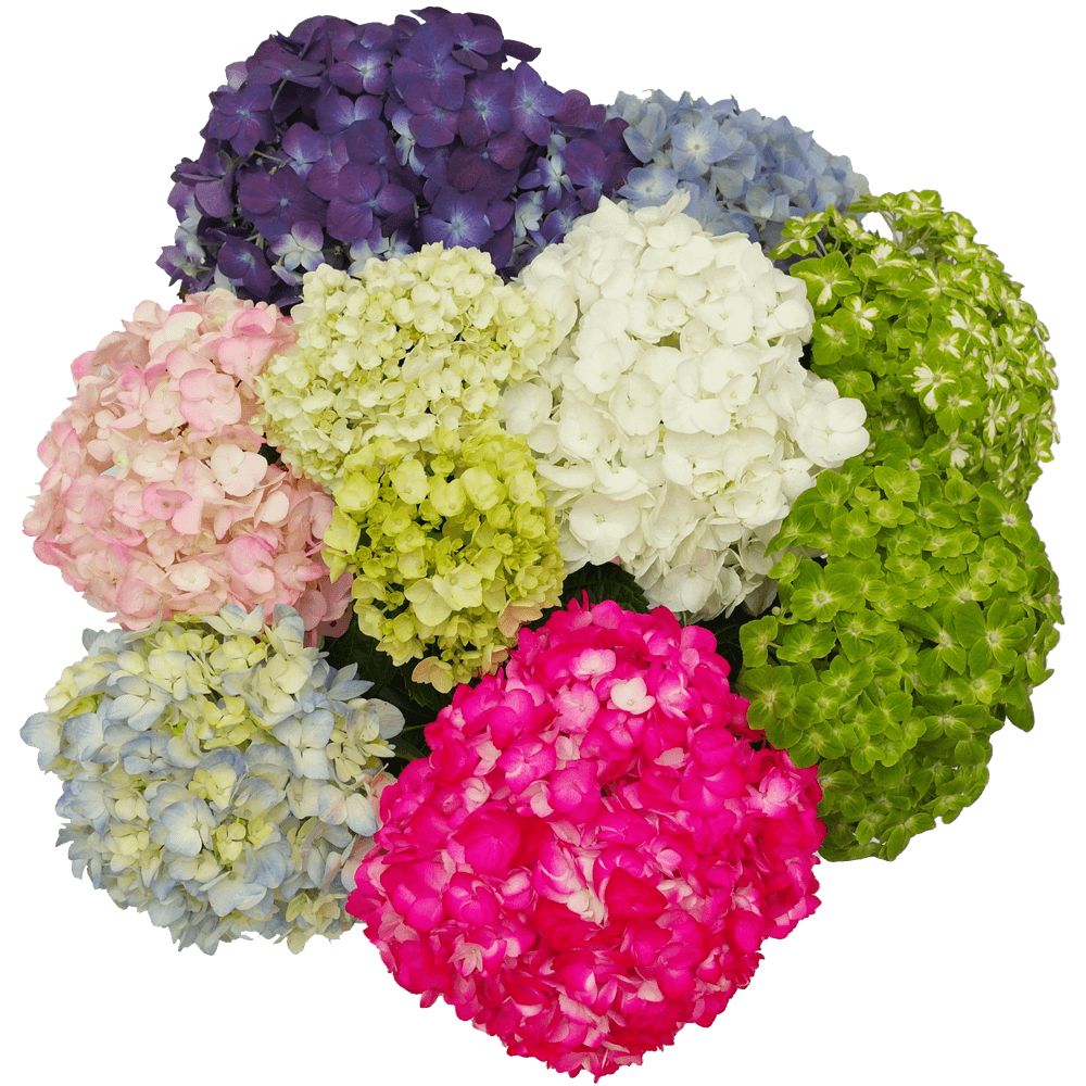 Hydrangeas Premium*