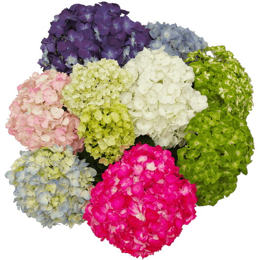 Hydrangeas Premium*