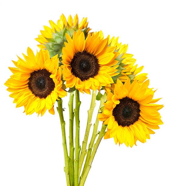 Sunflowers*