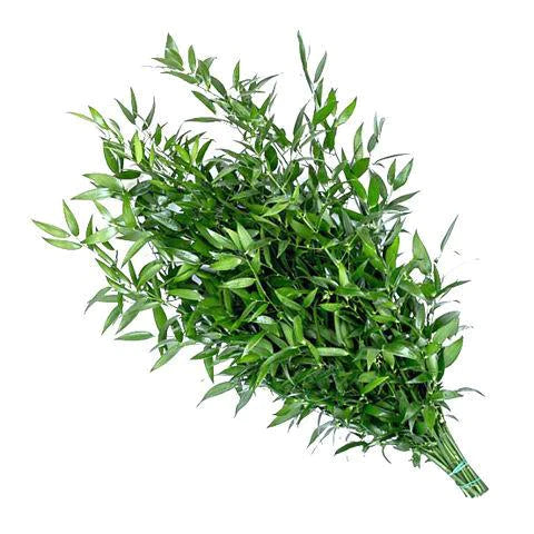 Italian Ruscus*