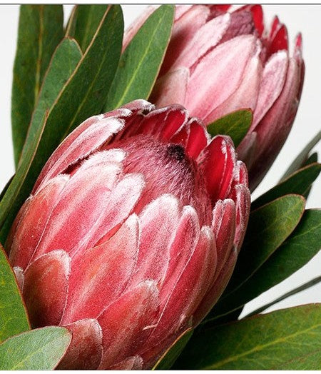 Protea*