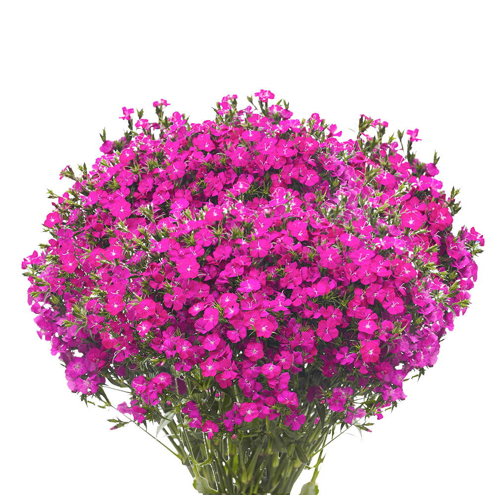 Gypsy Dianthus*