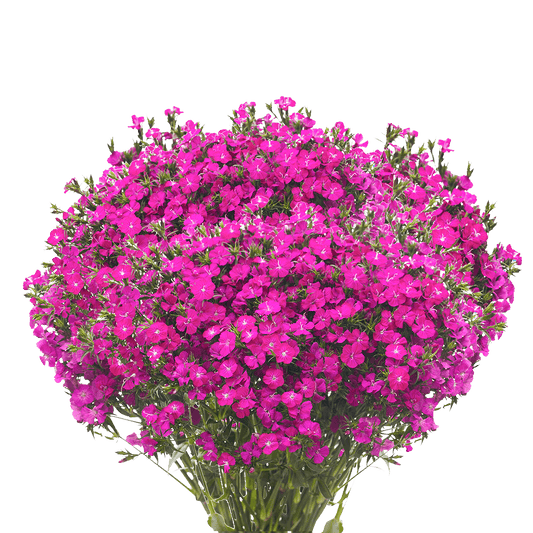 Gypsy Dianthus*