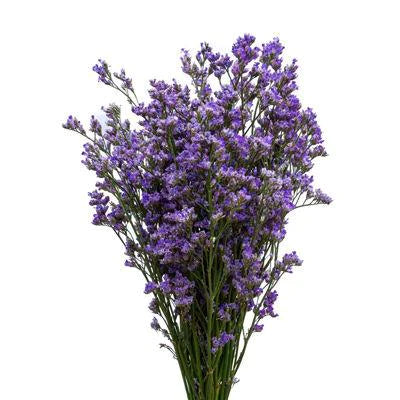 Limonium*