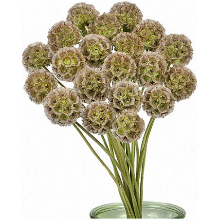 Scabiosa Pod*